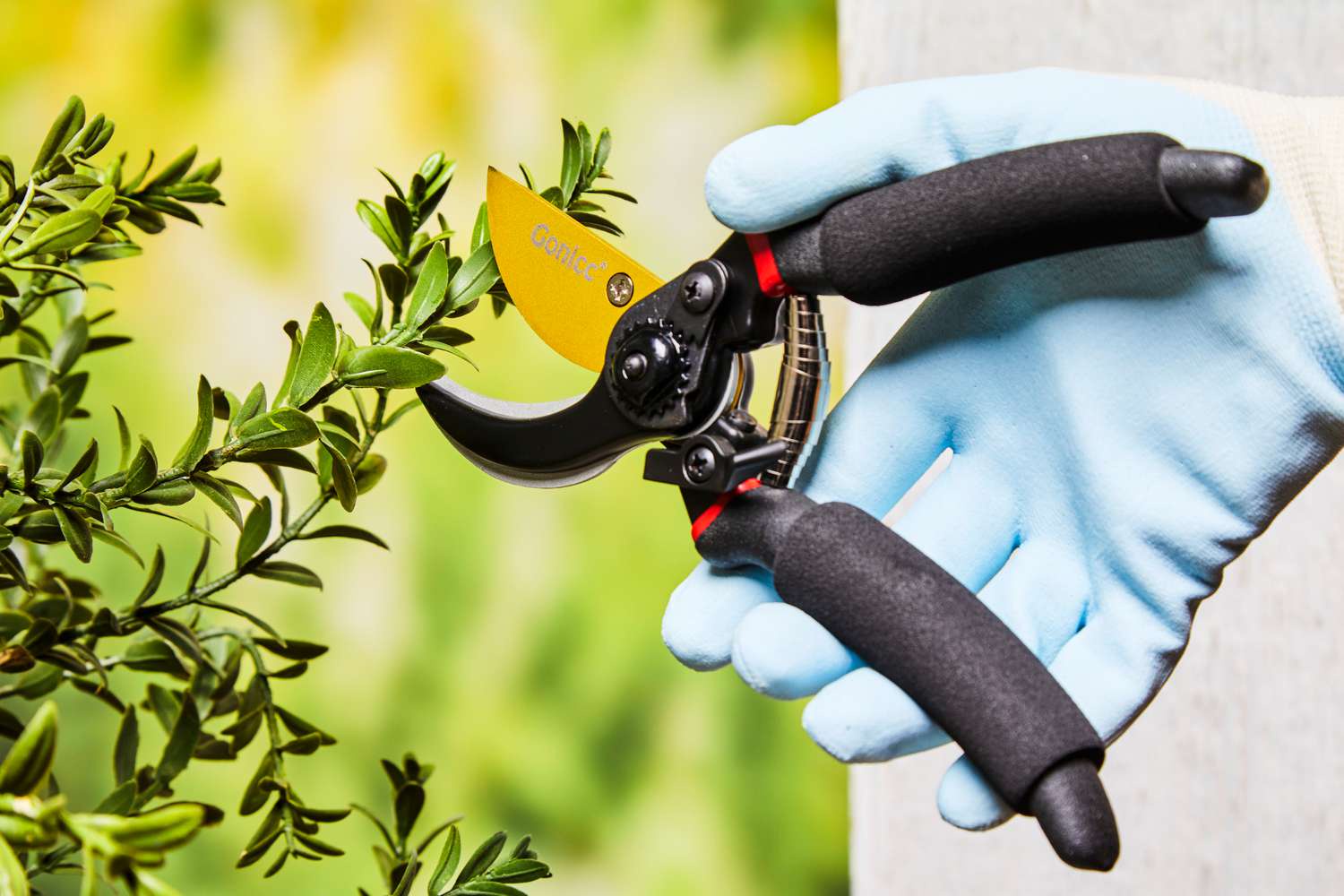 Best Garden Hand Pruners: What Are the Top Pruning Shears?
