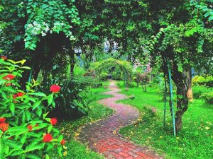 Read more about the article Native Medicine Garden: Creating Your Own Healing Space