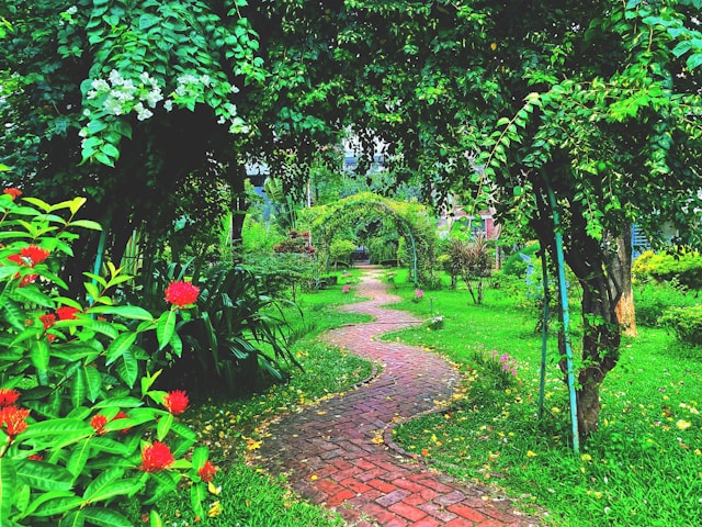 Native Medicine Garden: Creating Your Own Healing Space