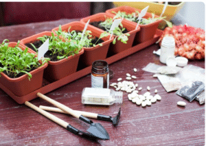 Read more about the article The Medicinal Herb Grow Kit for Healing Remedies Everyone Is Suddenly Buying