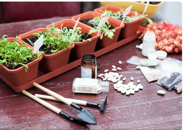 The Medicinal Herb Grow Kit for Healing Remedies Everyone Is Suddenly Buying