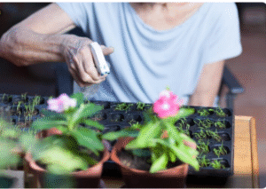 Read more about the article The Surprising Mistakes to Avoid When Growing Medicinal Plants at Home