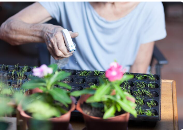 The Surprising Mistakes to Avoid When Growing Medicinal Plants at Home