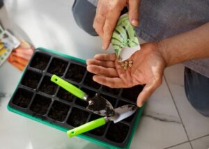 Read more about the article Why the Best Medicinal Seed Kit for Beginners Is Flying Off Amazon Right Now