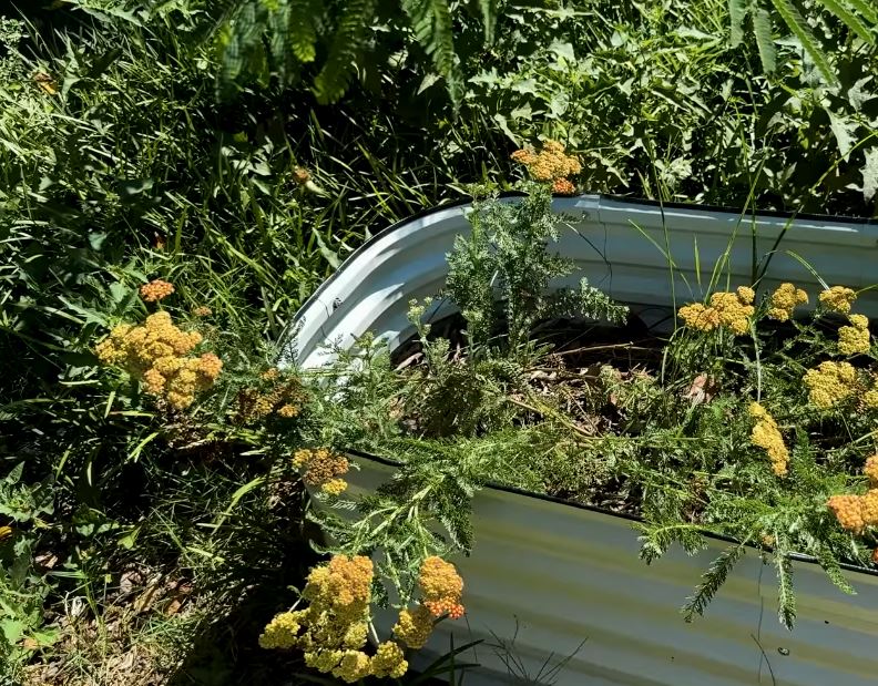 How to Grow a Medicinal Garden at Home – And Save Hundreds on Wellness Products