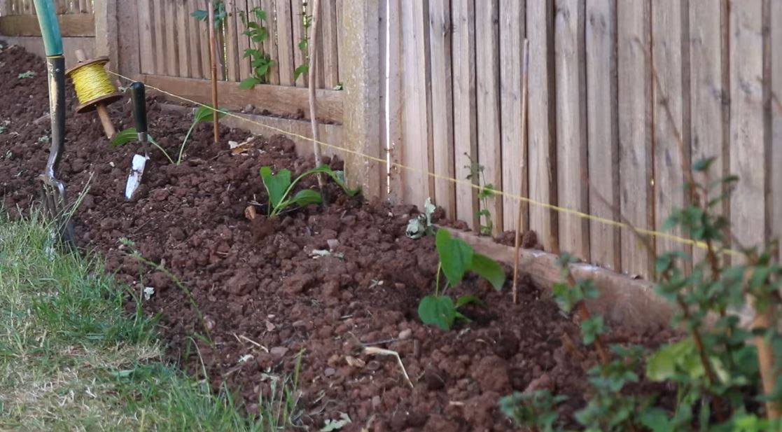 How to Grow Echinacea from Seed Like the Pros (Even in Small Spaces)