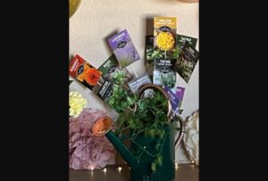 Read more about the article An Honest Review of Medicinal Seed Kit: Wellness or Wishful Thinking?