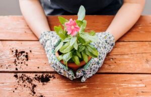 Read more about the article 10 Healing Plants You Can Grow Without a Green Thumb — Nature’s Medicine for Lazy Gardeners