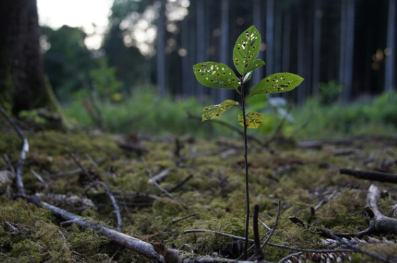 When Climate Change Threatens the Plants That Heal Us, Medicine Feels the Shock First