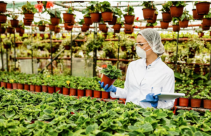 Read more about the article The Quiet Economy of Healing , Inside the Business of Medicinal Gardens