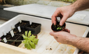 Read more about the article Seed, Soil, and Science: Behind the Scenes of Herbal Supplements