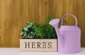 Read more about the article Why Every Kitchen Should Have a Mini Medicinal Garden — Nature’s Pharmacy at Your Fingertips