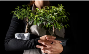 Read more about the article What We’re Losing When We Forget Traditional Plant Knowledge