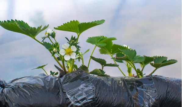 When the Plants Move, So Does the Medicine: How Climate Change Is Shifting Healing Landscapes